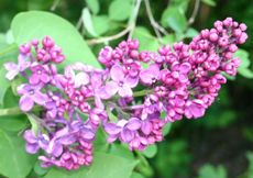 Fliederblueten-lila-2.jpg